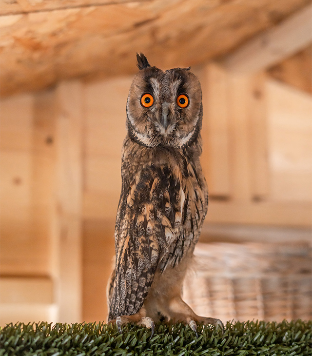 Sustainability veggie farm environment initiative | Tatoi Club